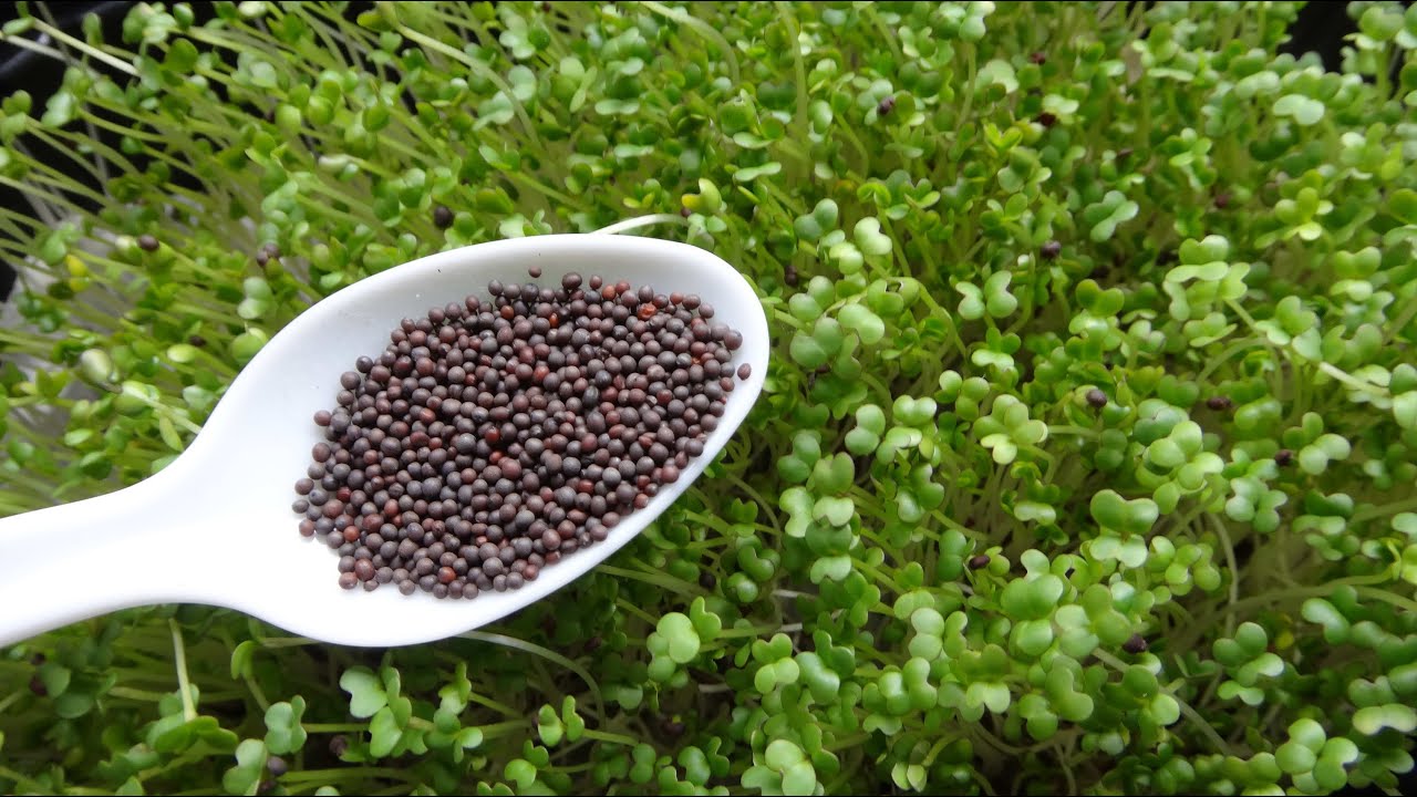 How To Get Microgreen Seeds