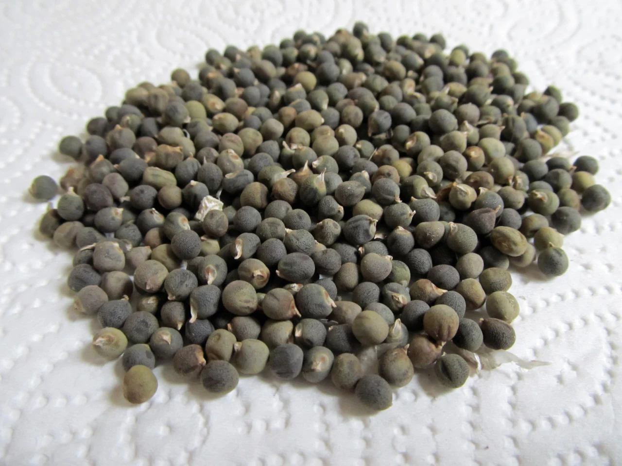 How To Get Okra Seeds