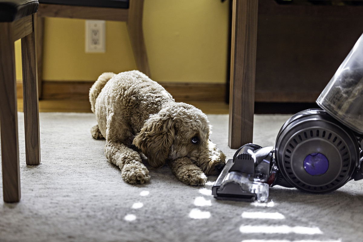 How To Get Pet Dander Out Of A Carpet | Storables