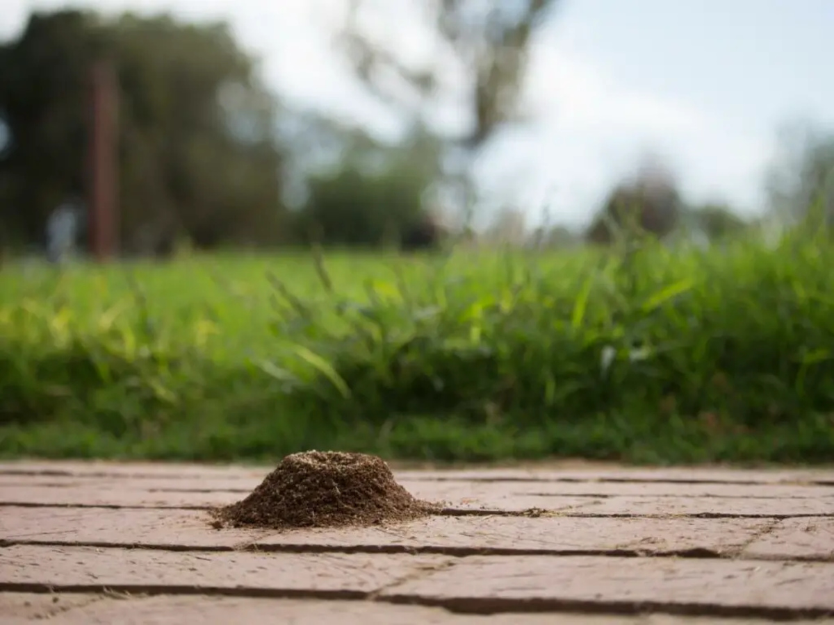 How To Get Rid Of Ants On The Patio 1701407694 