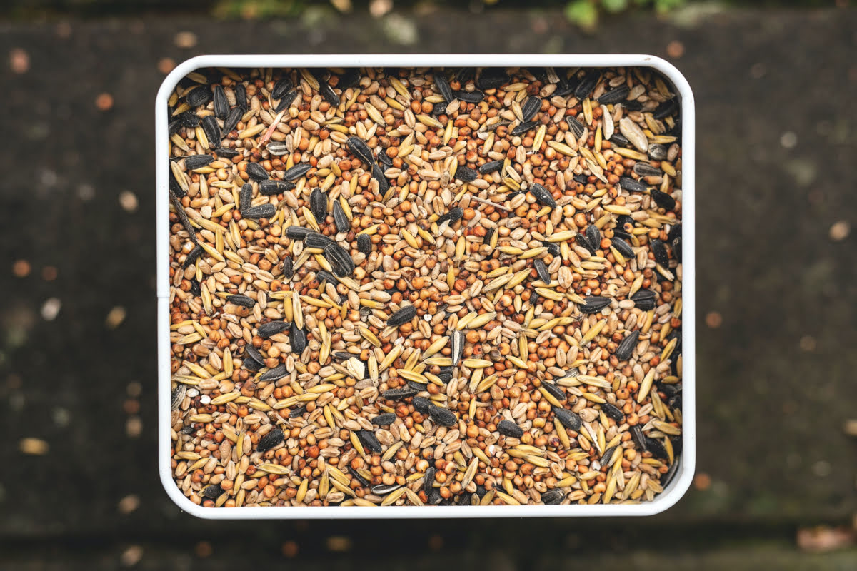How To Get Rid Of Bugs In Bird Seed