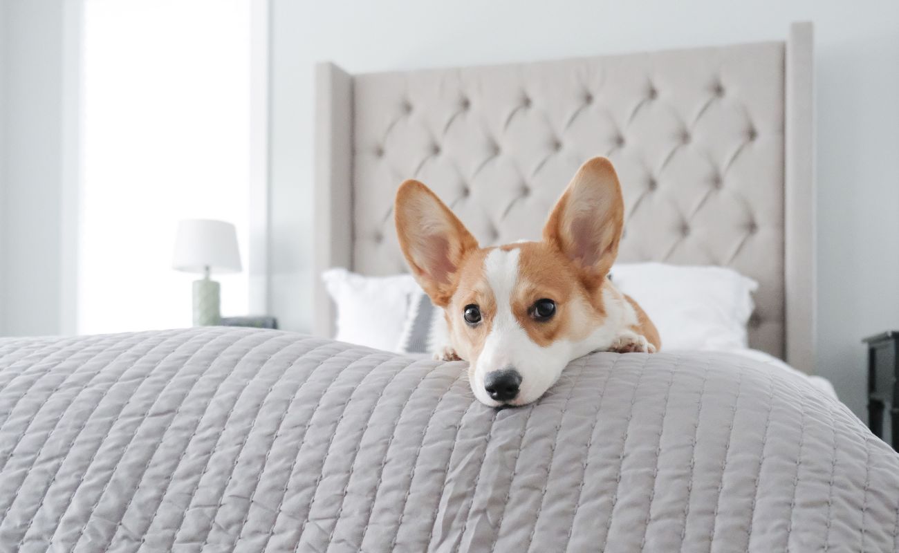 How To Get Rid Of Dog Pee On A Mattress