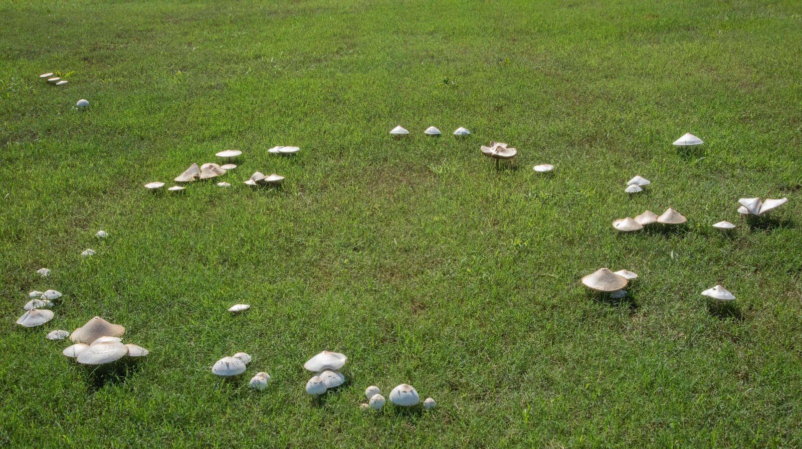 How To Get Rid Of Fairy Rings In Lawns
