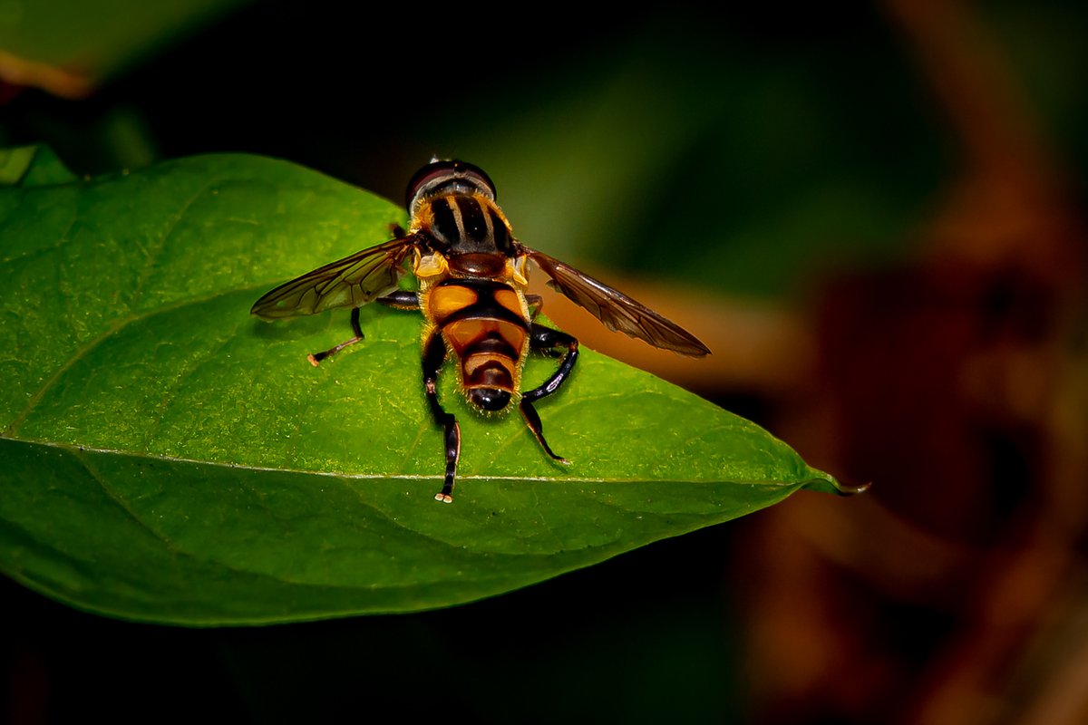 How To Get Rid Of Hover Flies On A Patio