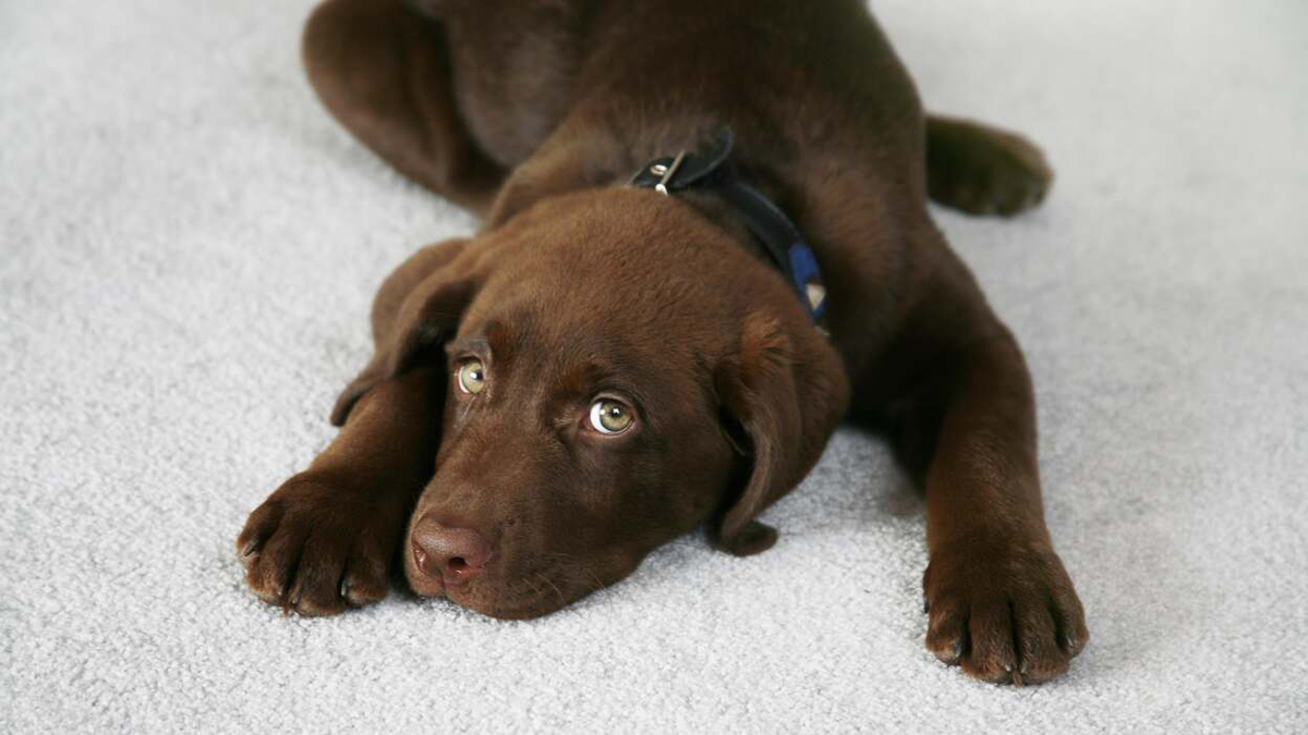 How To Get Rid Of Pet Smells In A Carpet