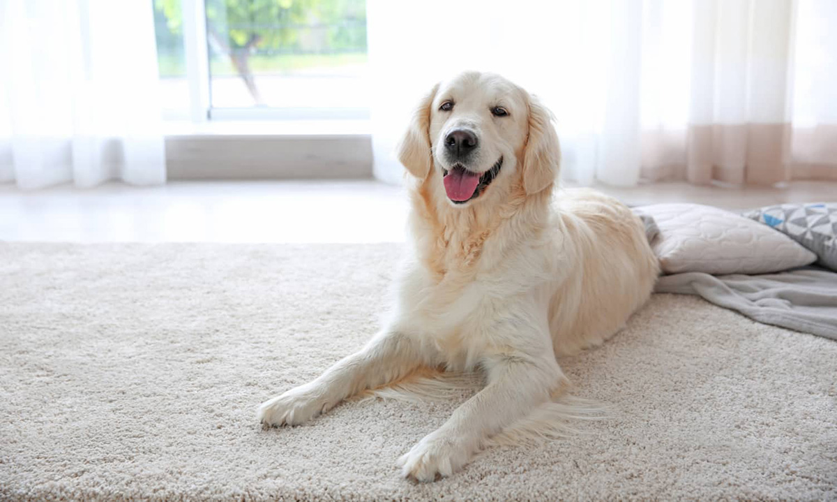 How To Get Rid Of Pet Stains In Carpet