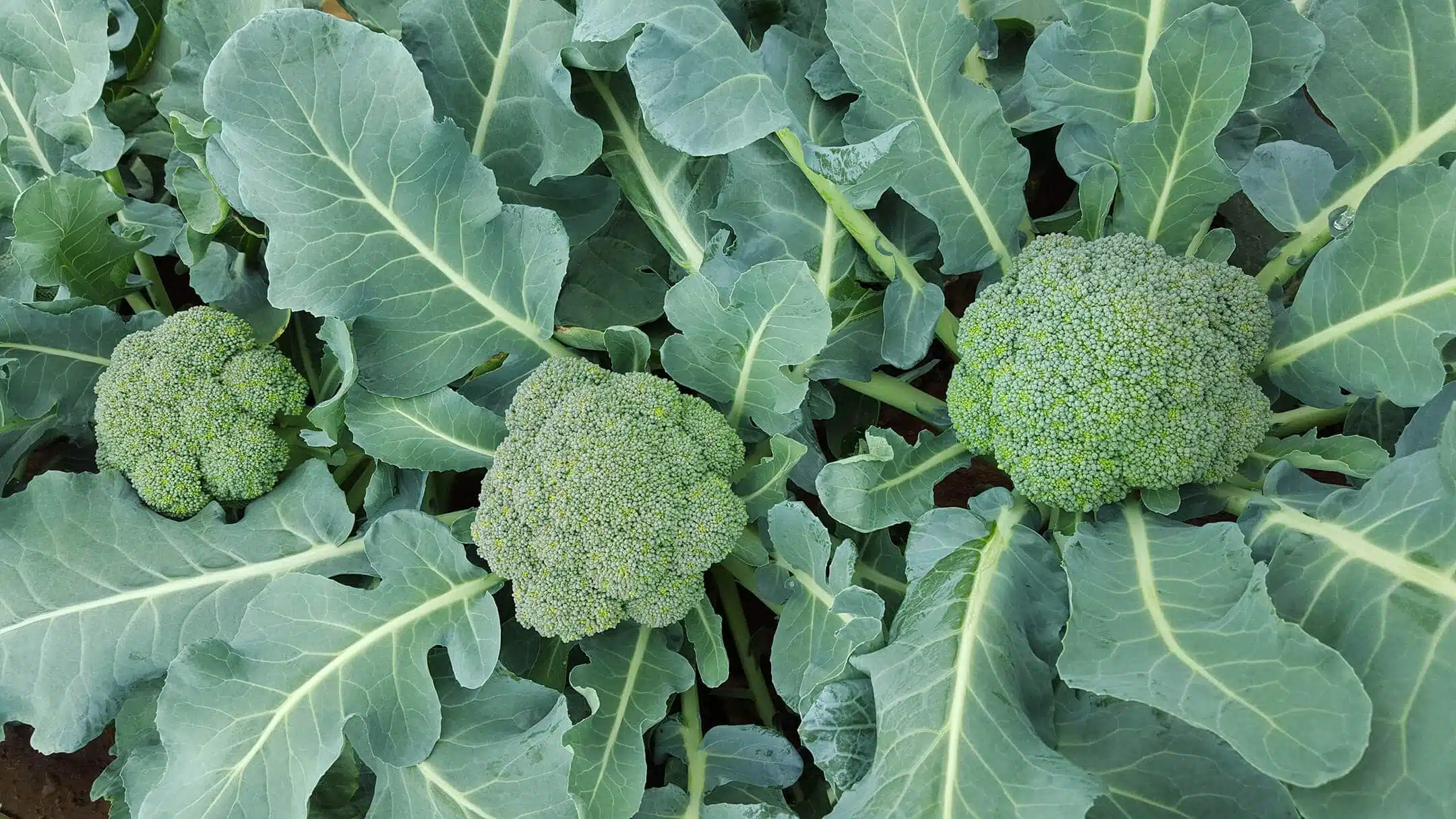 How To Get Seeds From Broccoli