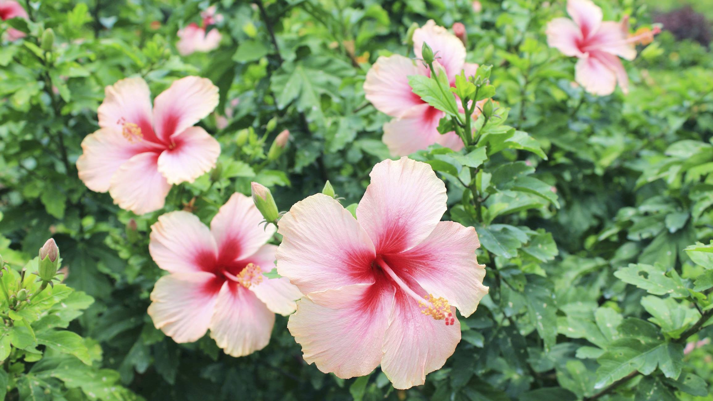 How To Get Seeds From Hibiscus