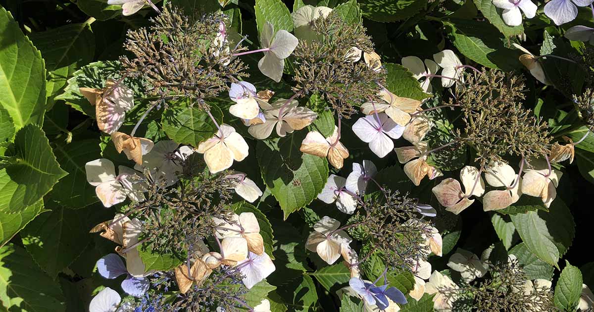 How To Get Seeds From Hydrangea