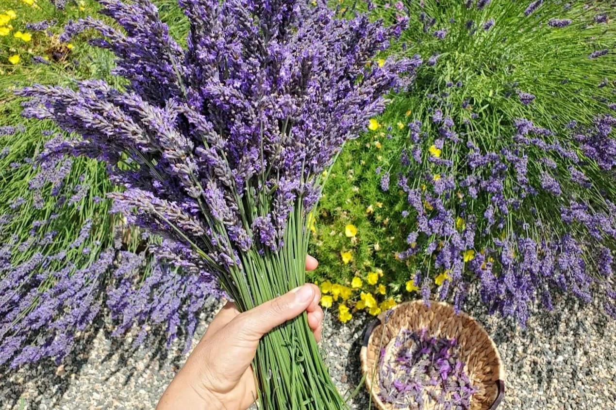 How To Get Seeds From Lavender