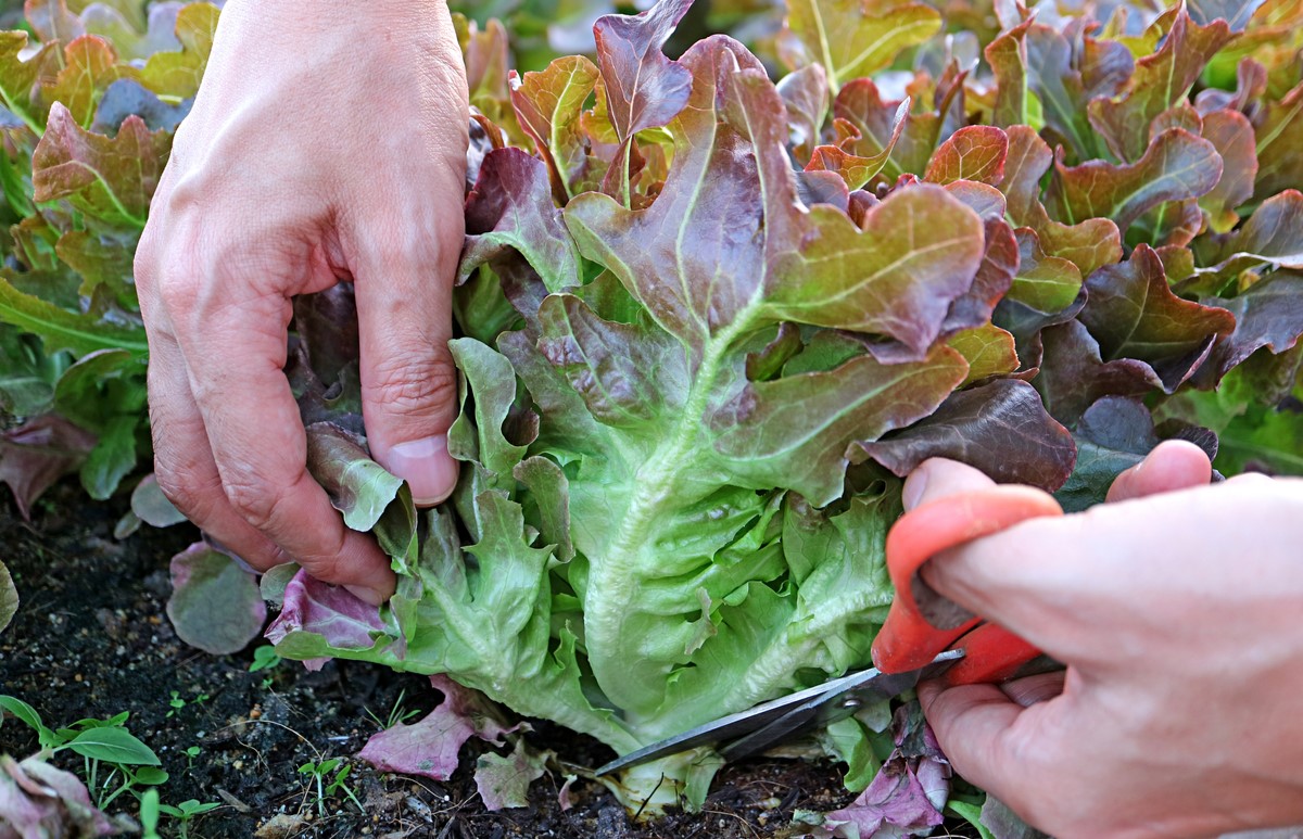 How To Get Seeds From Lettuce