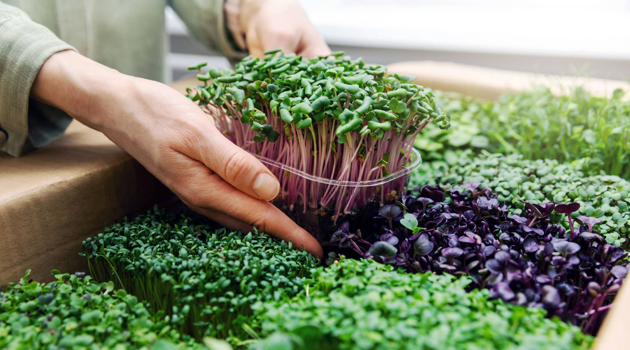 How To Get Seeds From Microgreens