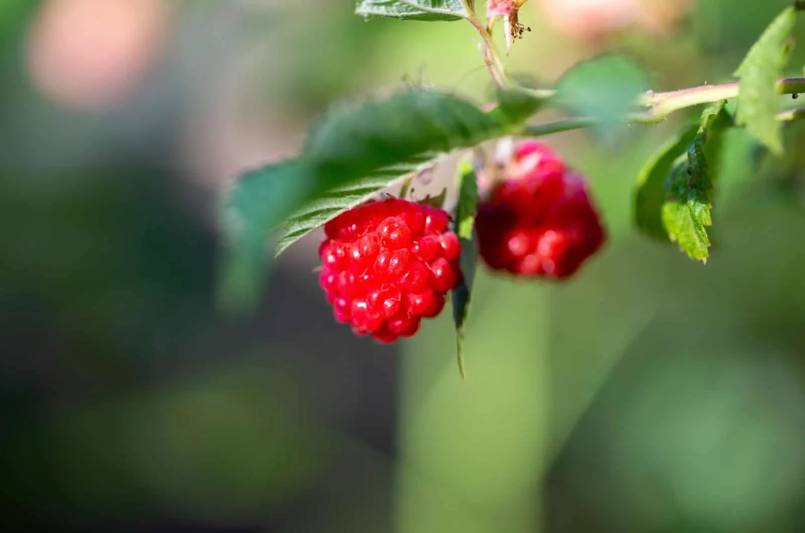 How To Get Seeds Out Of Raspberries