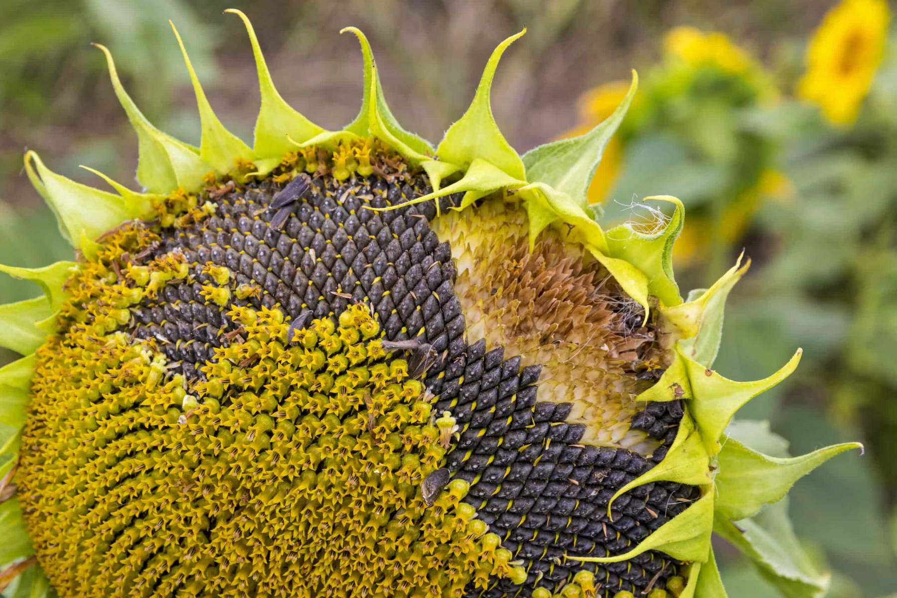 How To Get Sunflower Seeds From A Sunflower