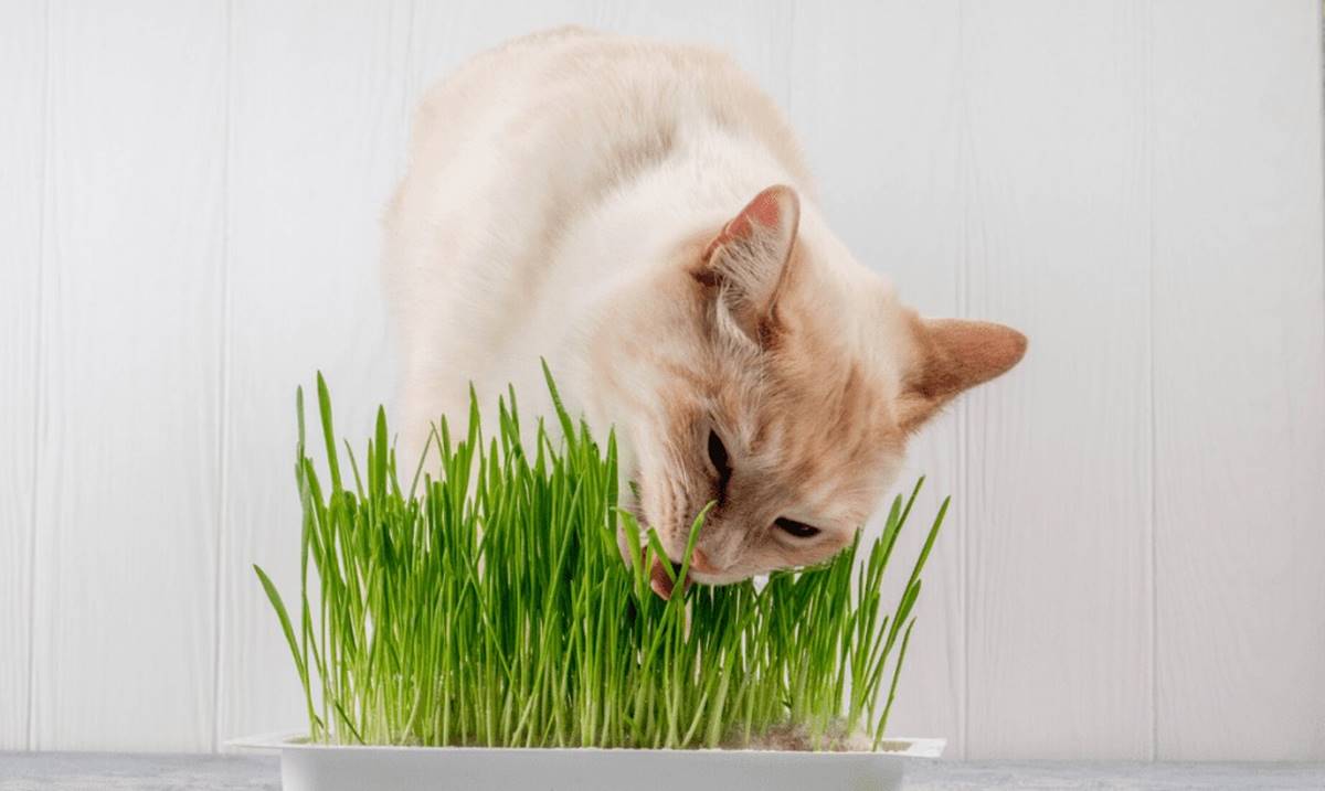 How To Give Pet Grass To Cats