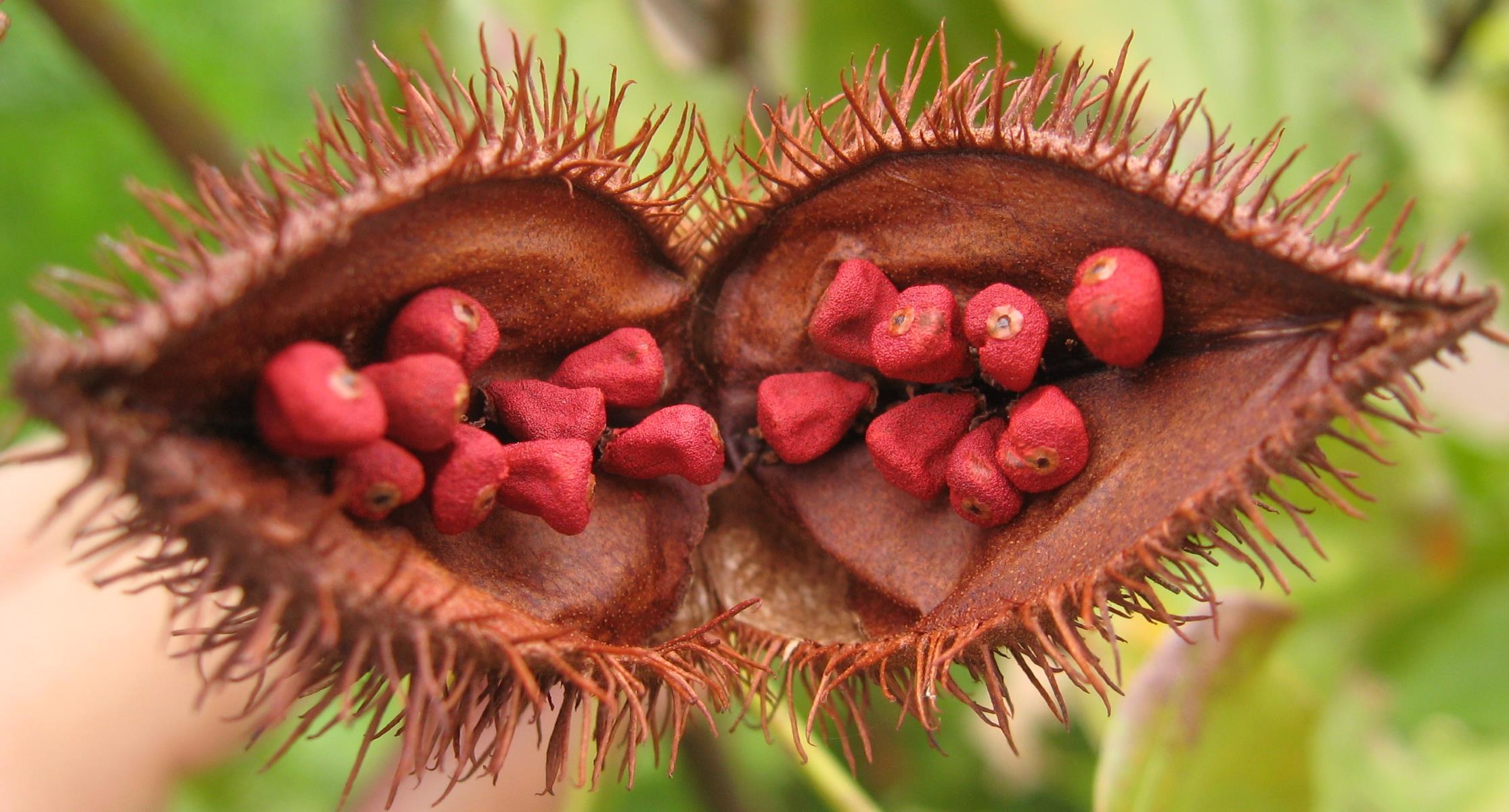 How To Grind Annatto Seeds