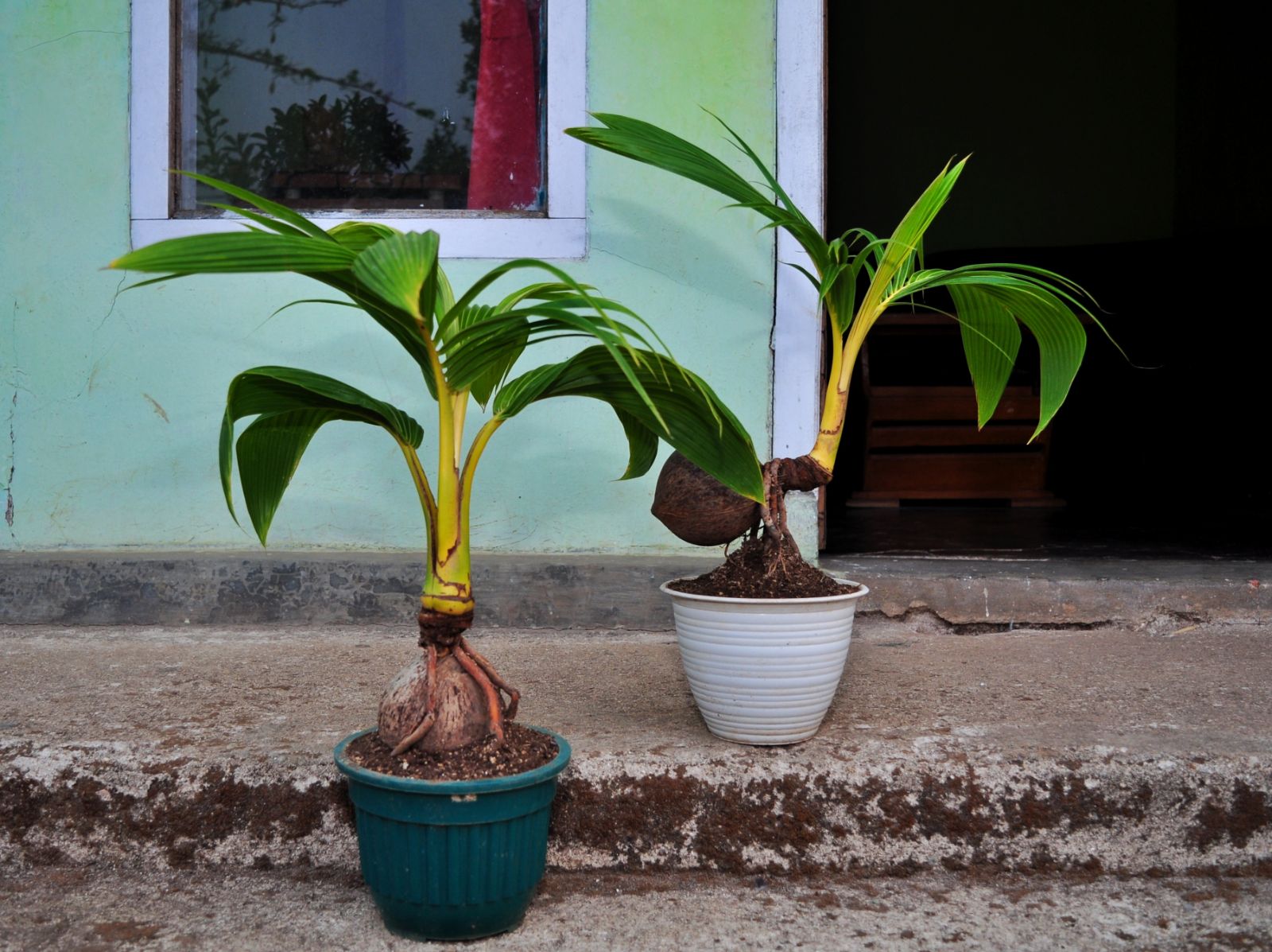 How To Grow A Coconut Tree From Seed