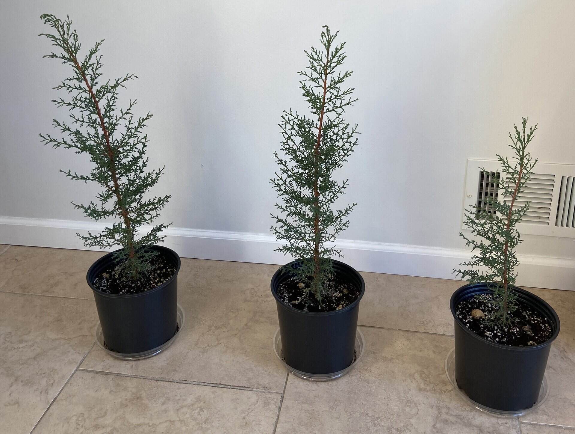 How To Grow A Cypress Tree From Seed