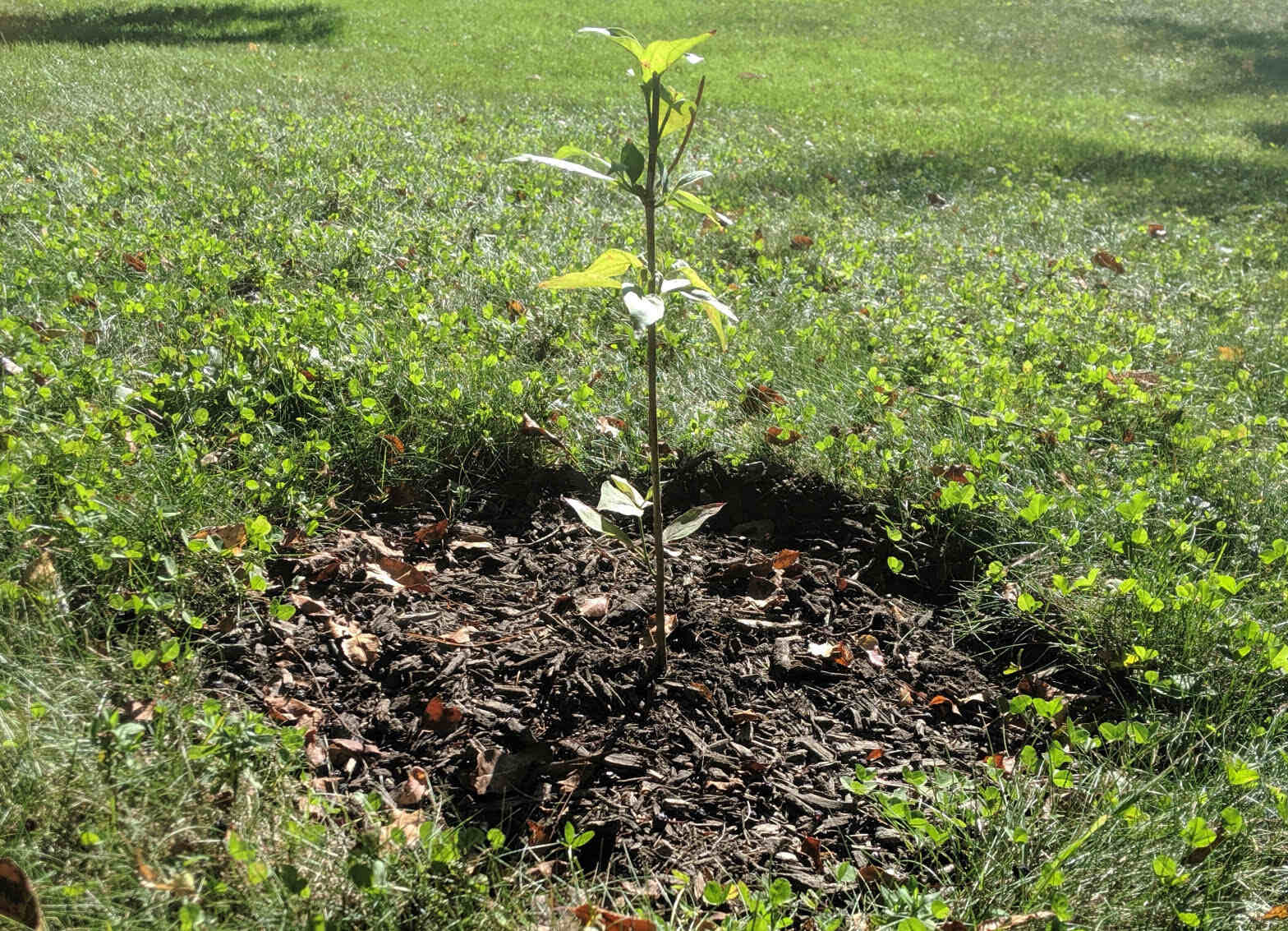 How To Grow A Dogwood Tree From Seed