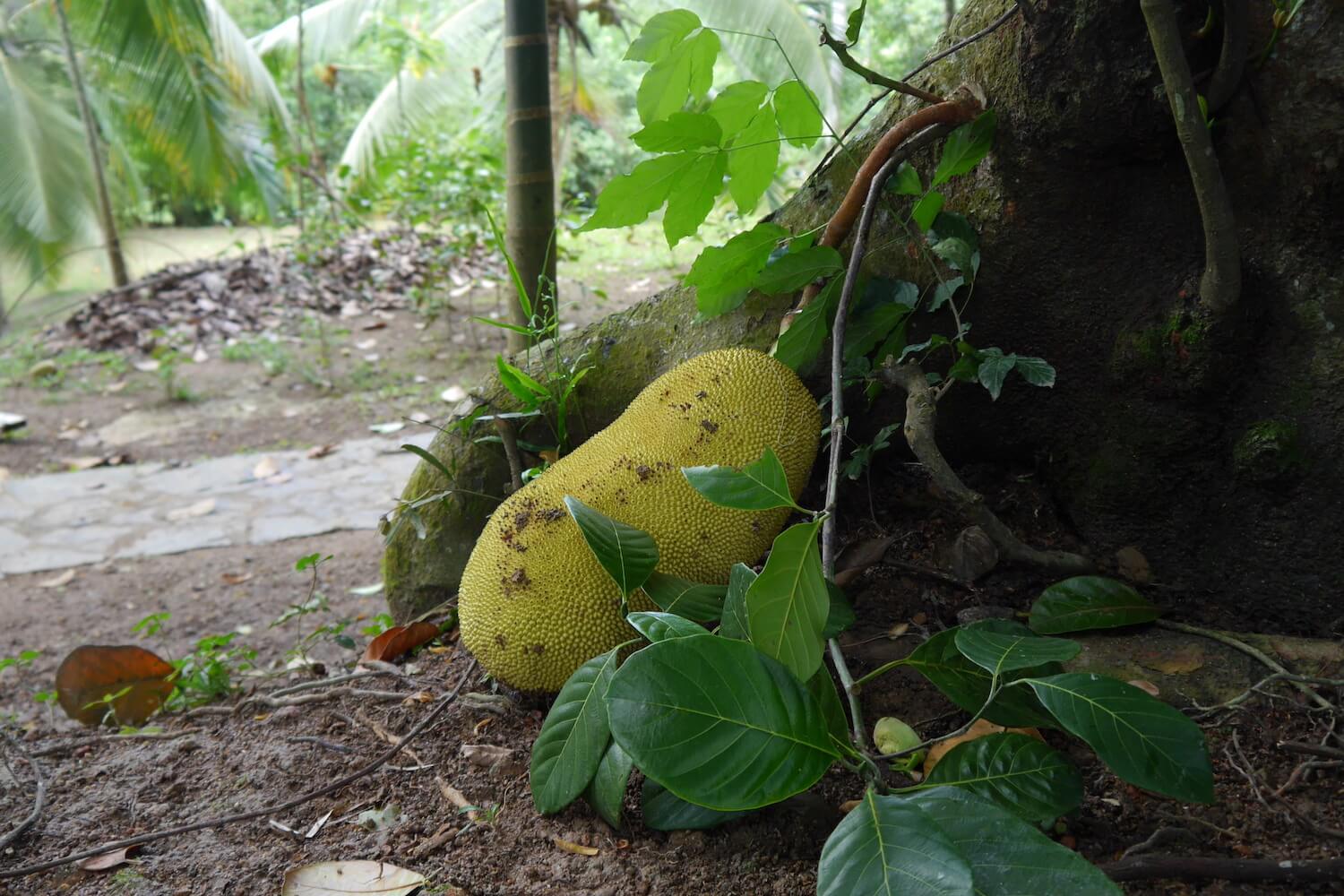 How To Grow A Jackfruit Seed