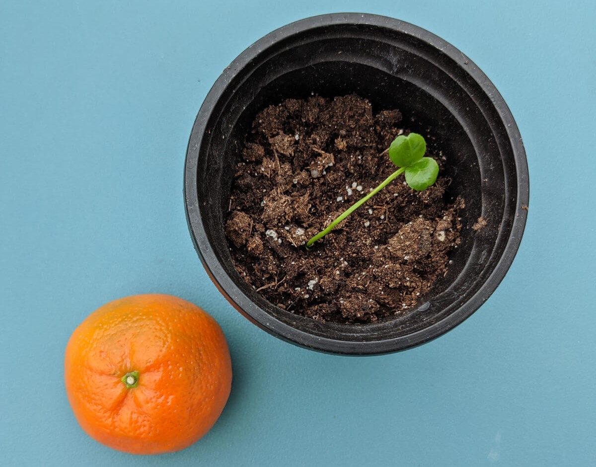 How To Grow A Mandarin Tree From Seed