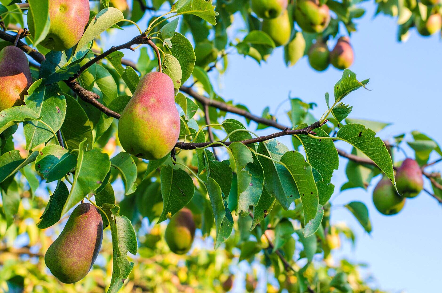 How To Grow A Pear Tree From Seed