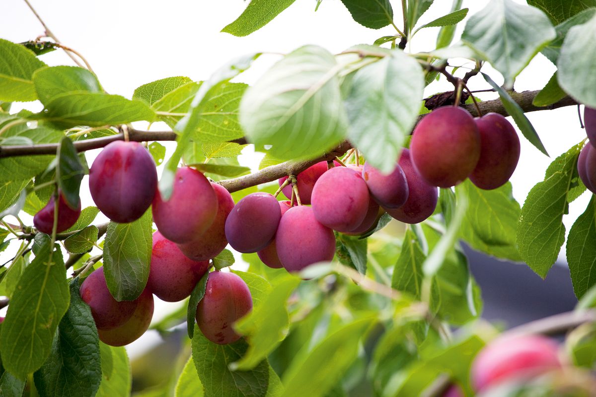 How To Grow A Plum From Seed