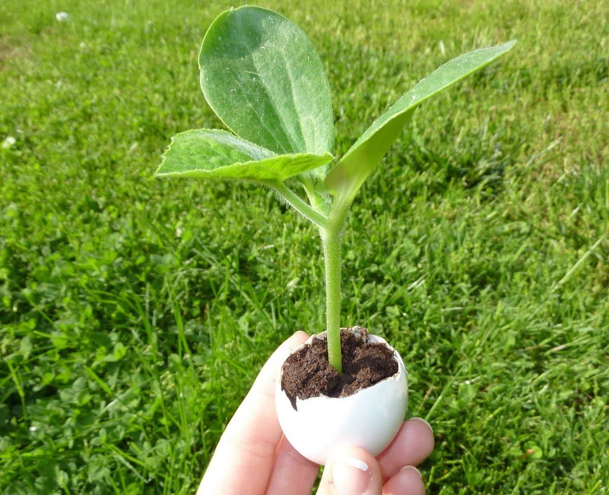 How To Grow A Pumpkin Seed