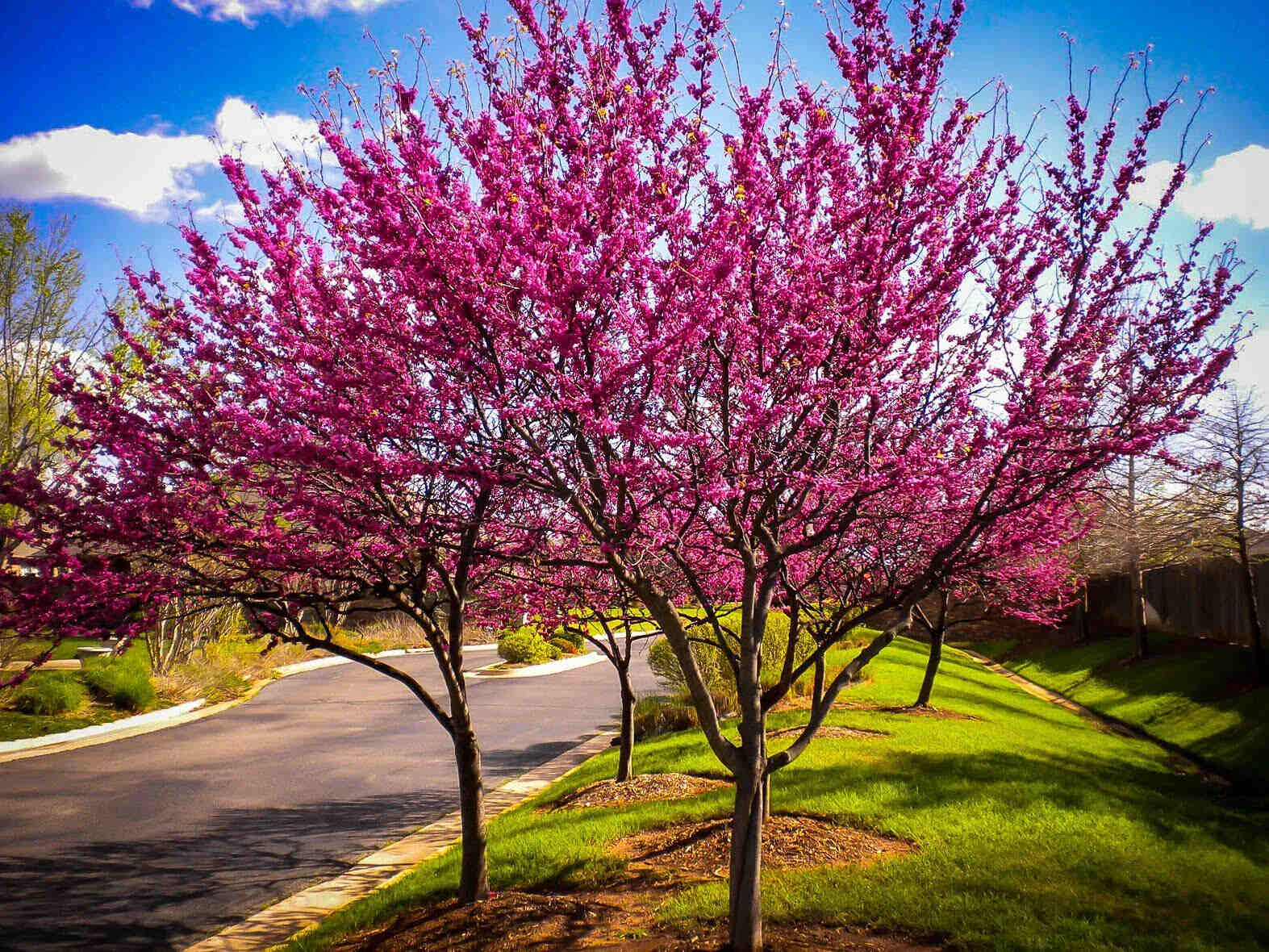 How To Grow A Redbud Tree From Seed