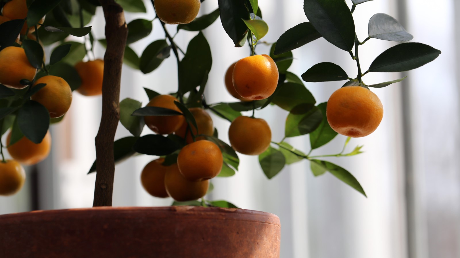 How To Grow A Tangerine Tree From Seed