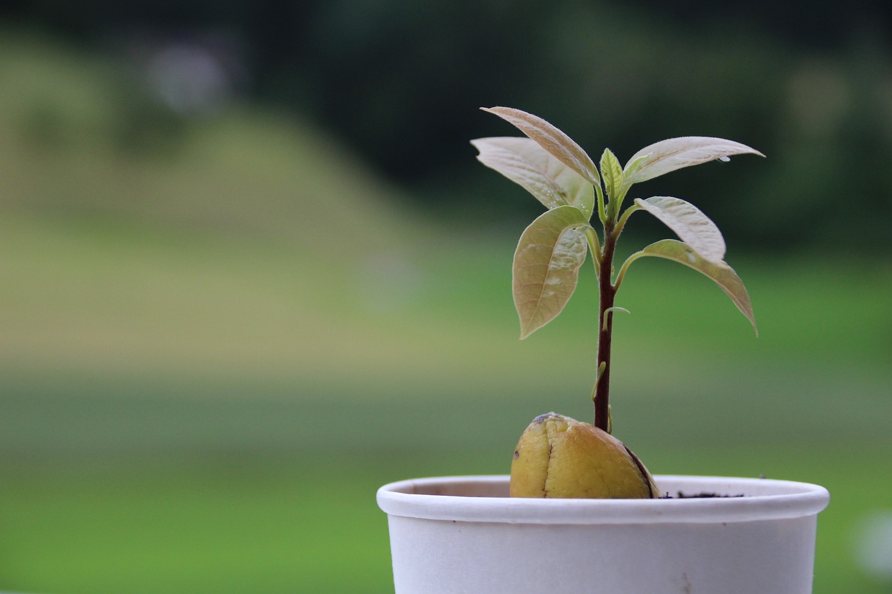 How To Grow A Tree From A Seed