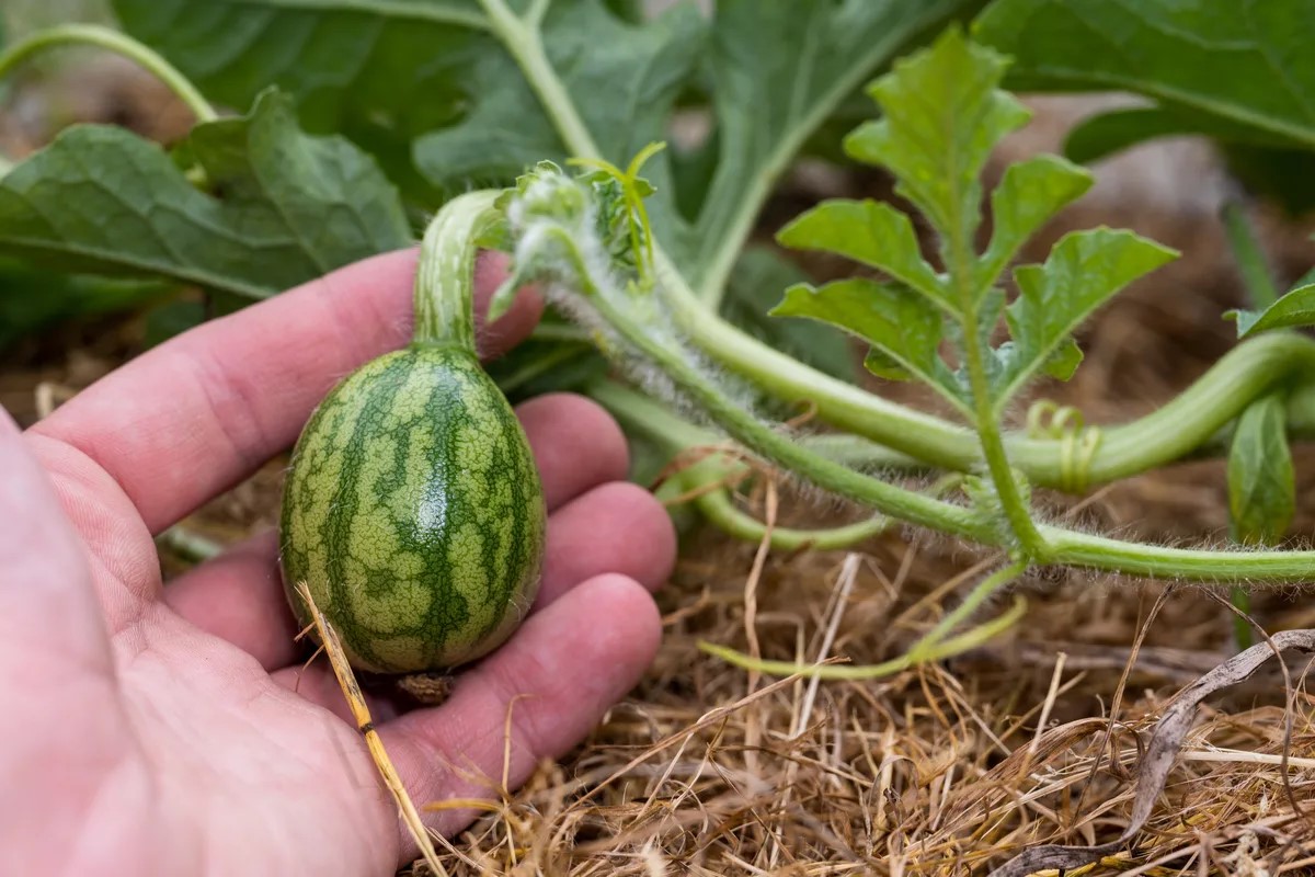 How To Grow A Watermelon From A Seed