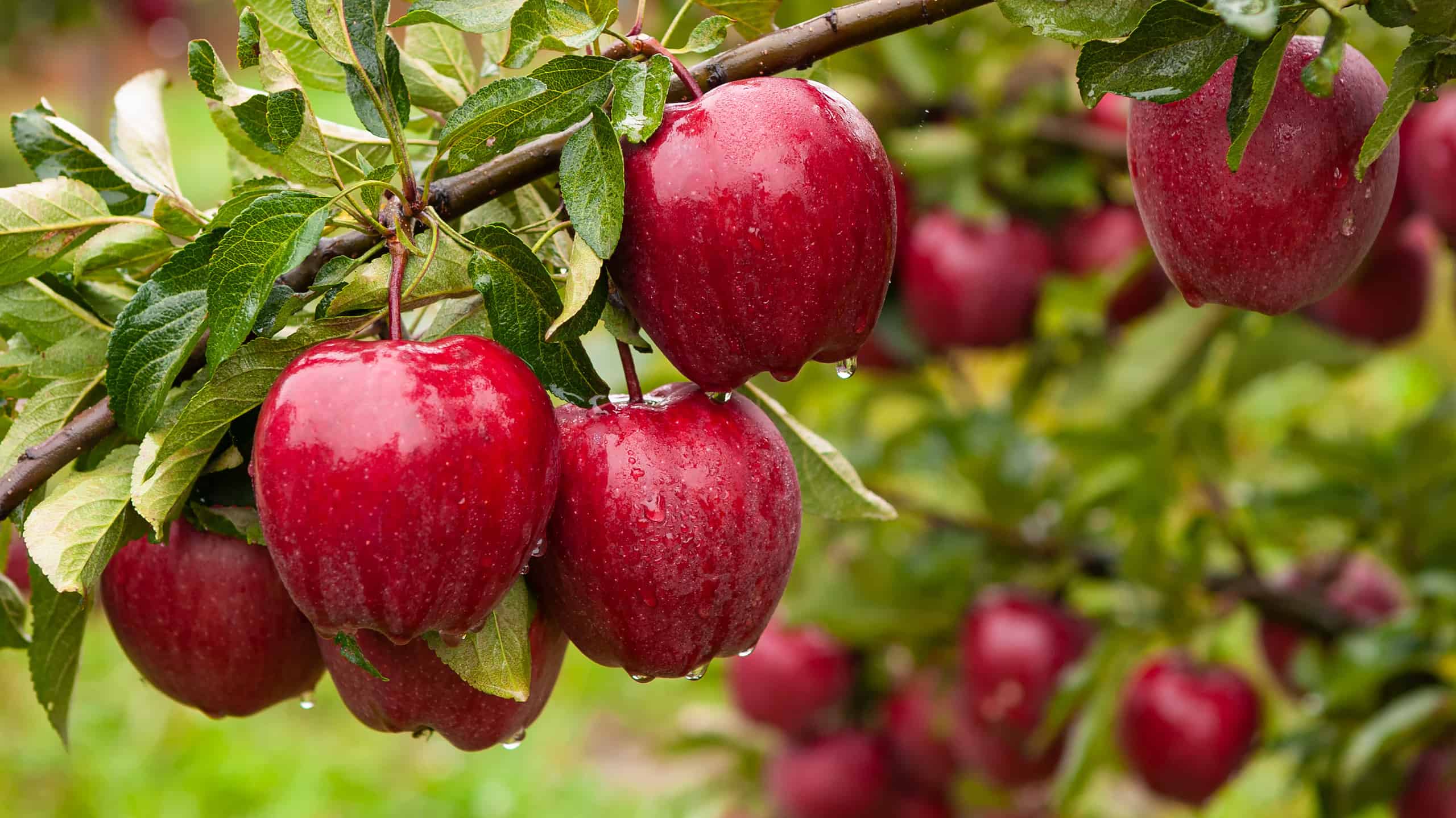 How To Grow An Apple Tree From A Seed