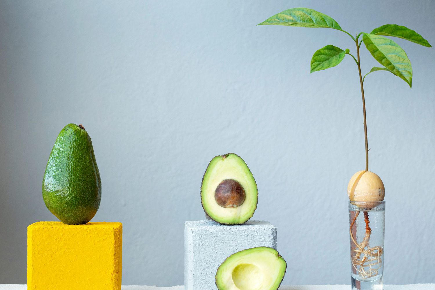 How To Grow An Avocado Seed In Water