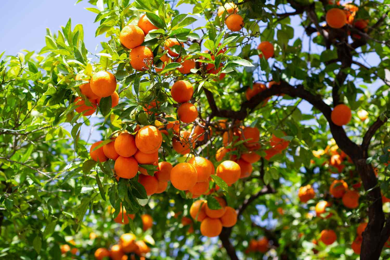 How To Grow An Orange Tree From Seed