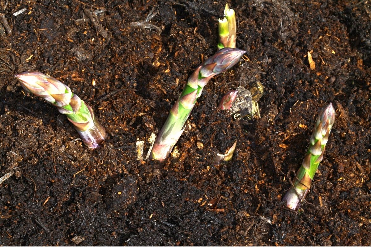 How To Grow Asparagus From Seed