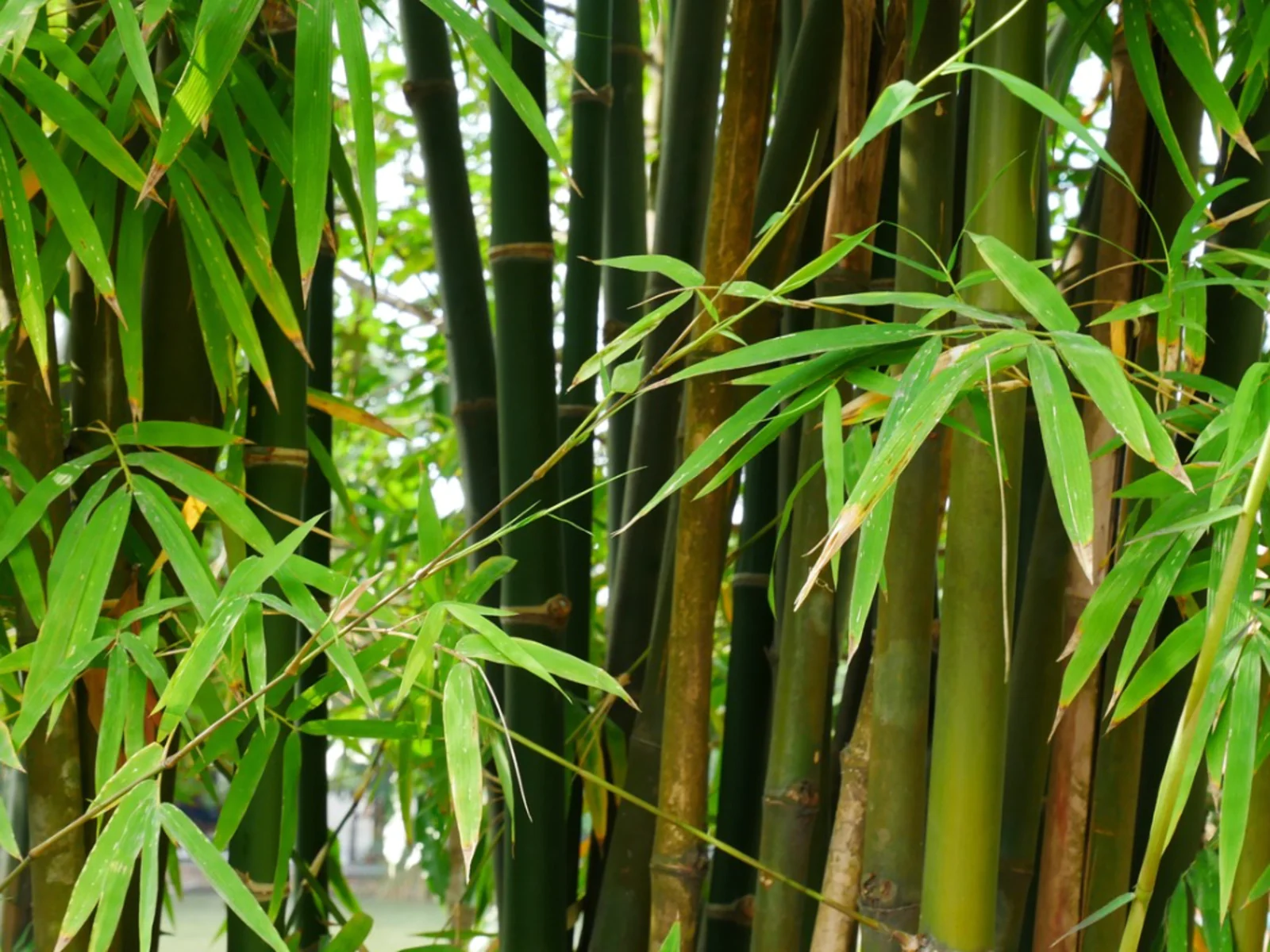 How To Grow Bamboo Seeds