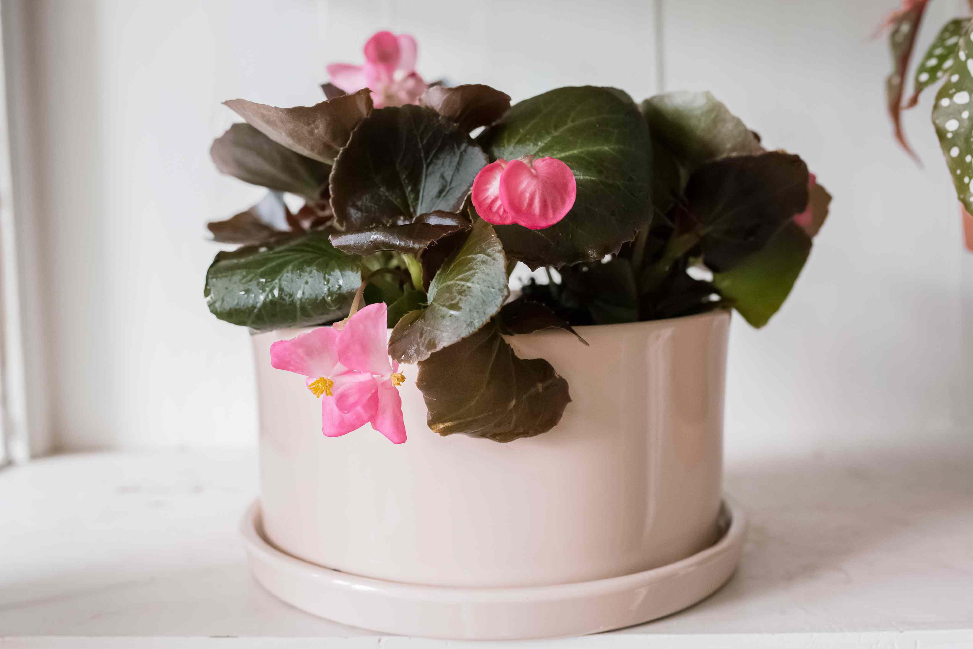 How To Grow Begonia From Seed