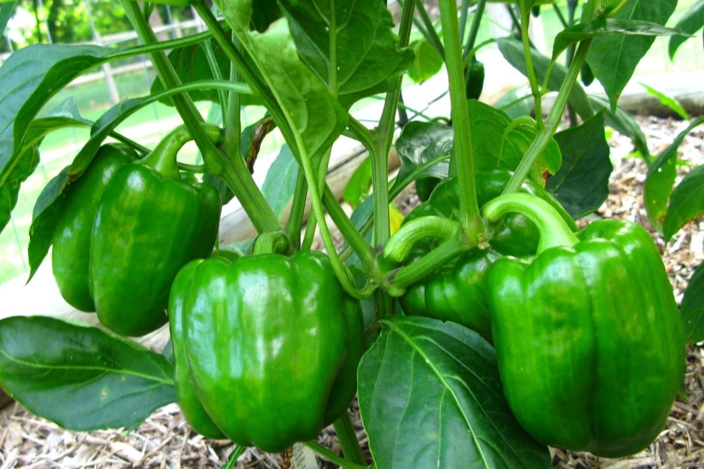 How To Grow Bell Pepper From Seeds