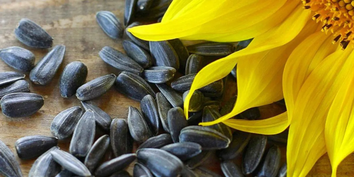 How To Grow Black Oil Sunflower Seeds