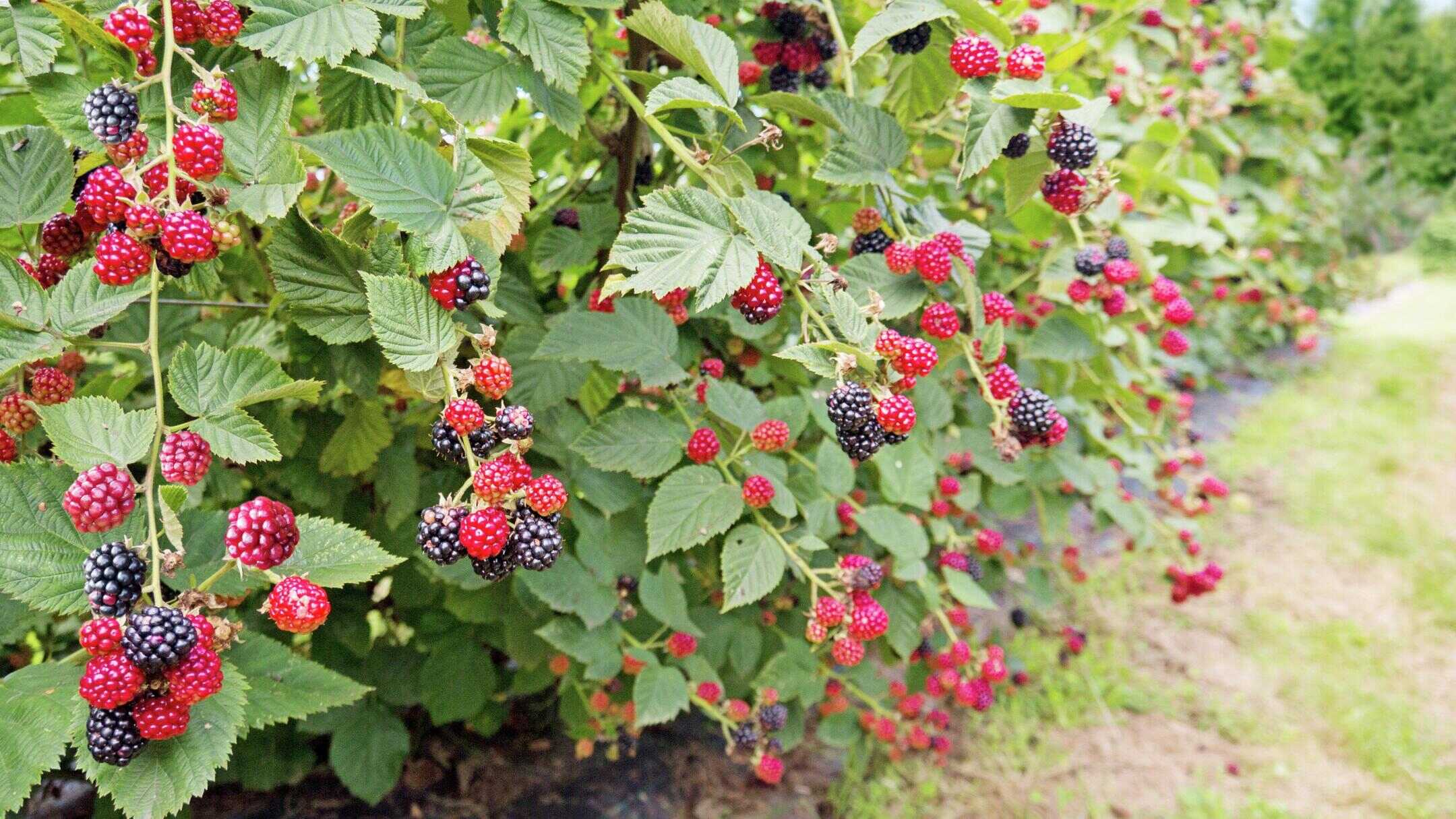 How To Grow Blackberries From Seed