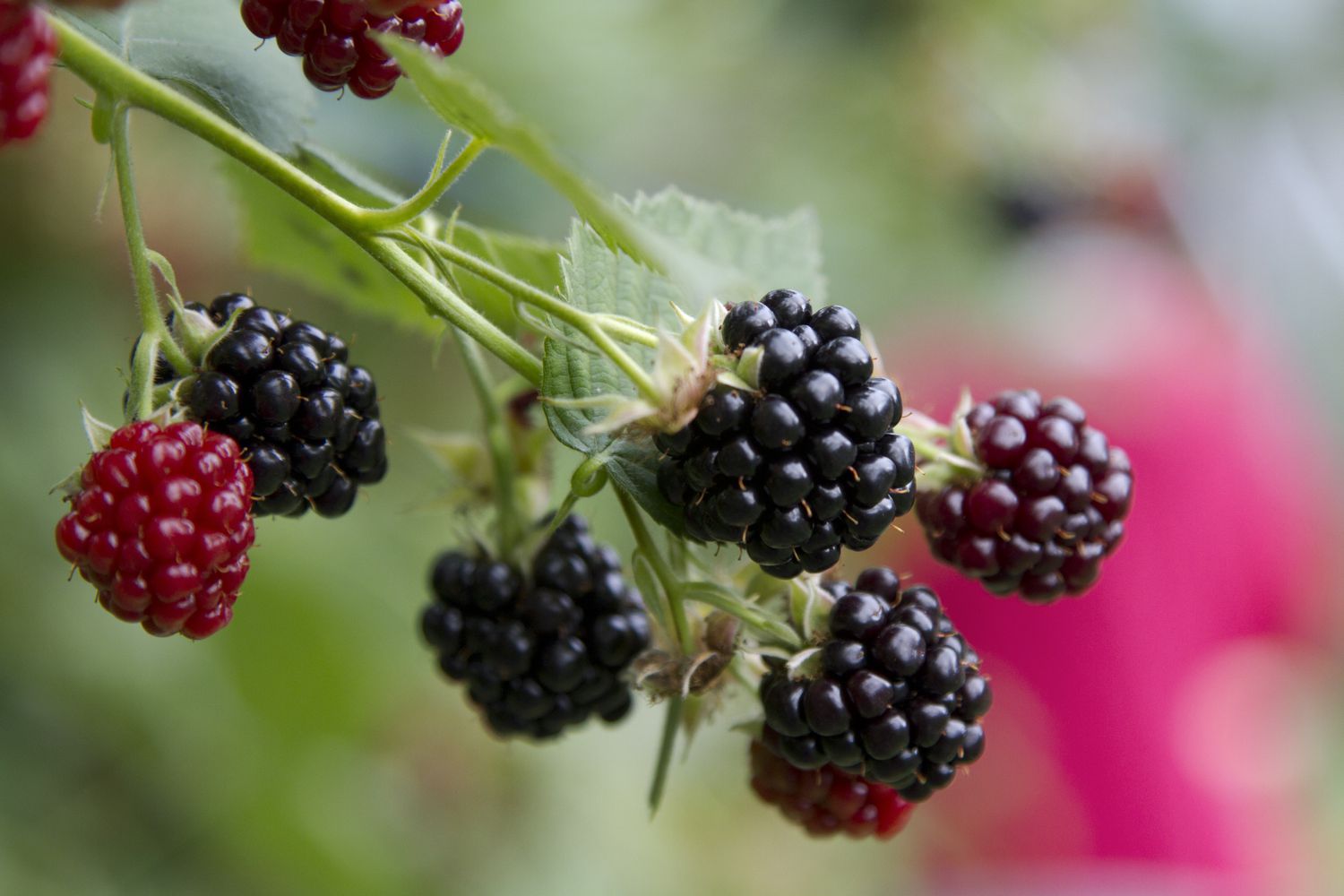 How To Grow Blackberries From Seeds