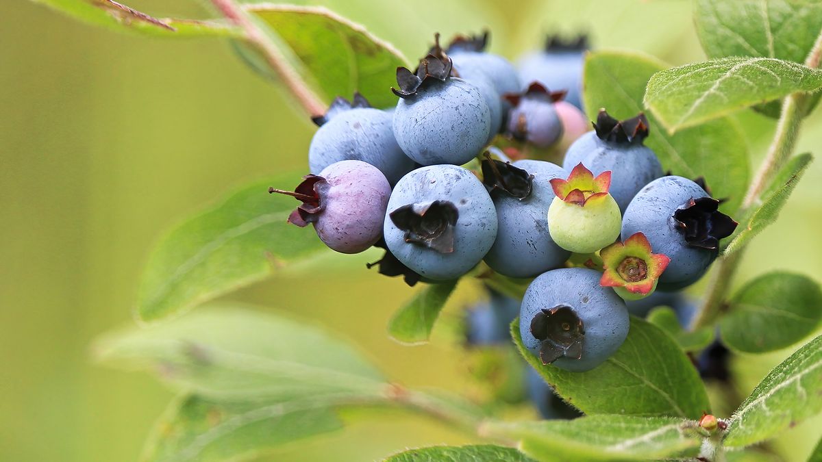 How To Grow Blueberries From Seeds