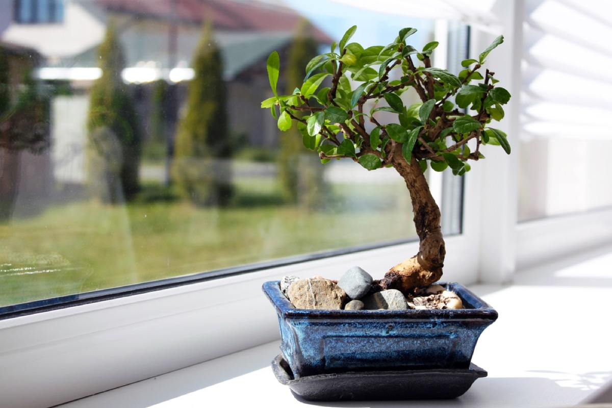 How To Grow Bonsai Tree From Seed
