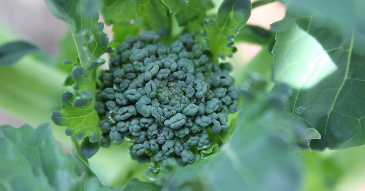 How To Grow Broccoli Seeds