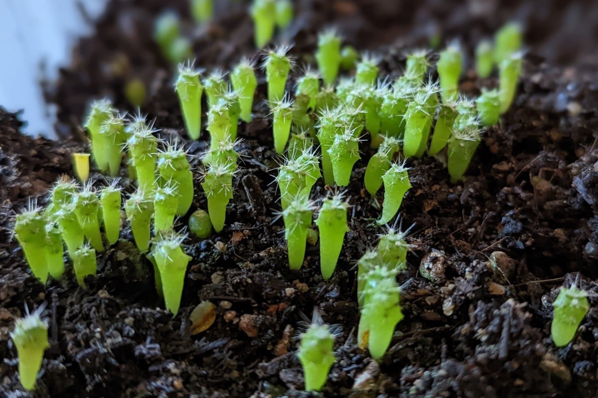 How To Grow Cactus From Seeds