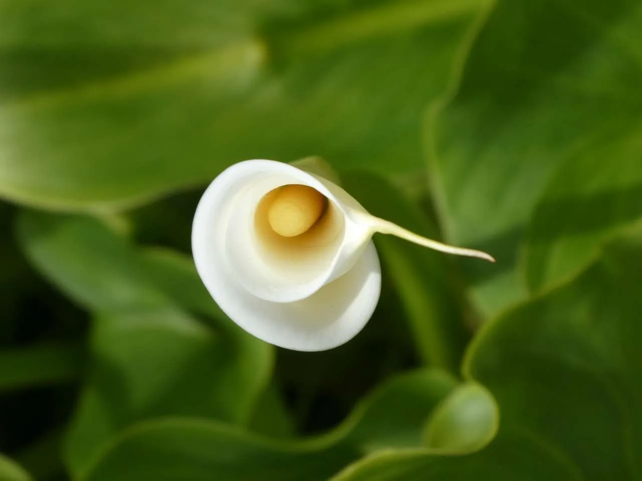 How To Grow Calla Lily Seeds | Storables