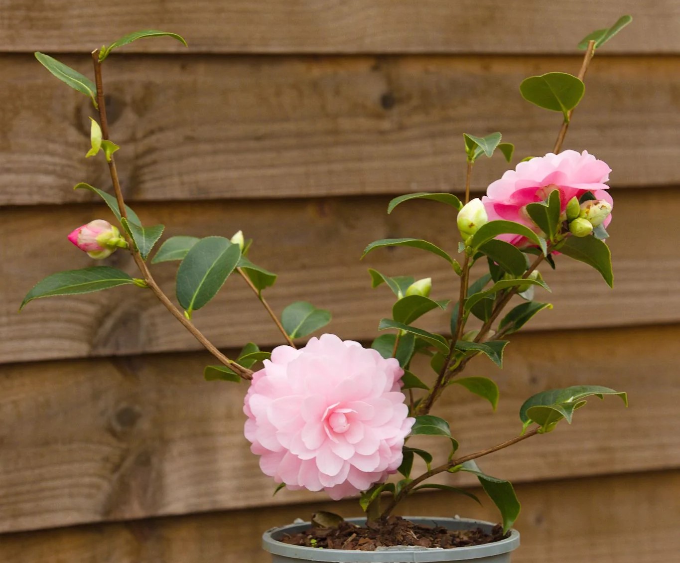 How To Grow Camellia From Seed