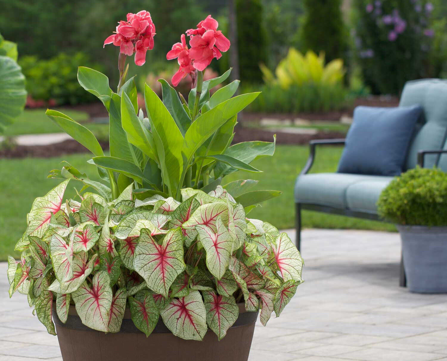 How To Grow Cannas From Seed