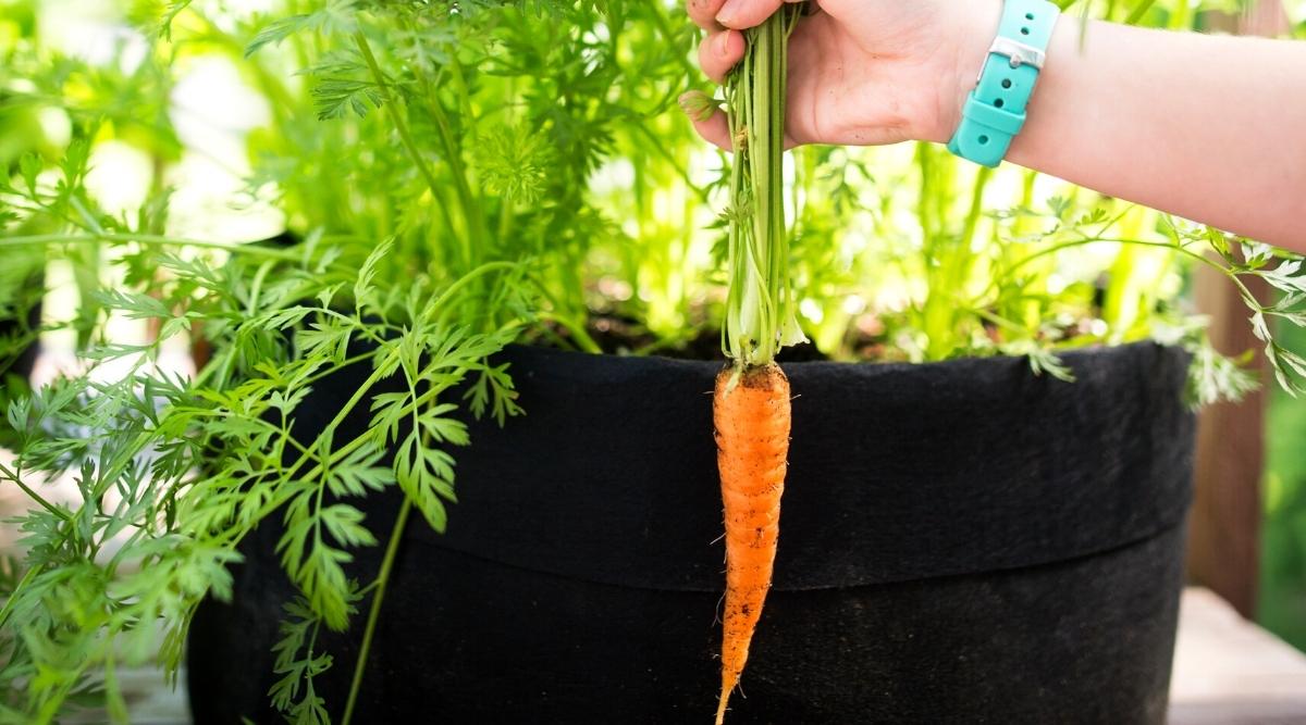 How To Grow Carrots In Pots Without Seeds